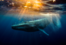 Blue whale swimming in the deep ocean, highlighting incredible whale facts about the largest animal on Earth