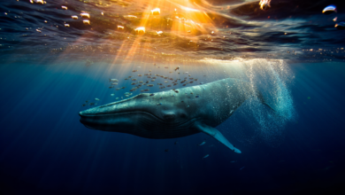 Blue whale swimming in the deep ocean, highlighting incredible whale facts about the largest animal on Earth