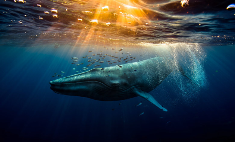 Blue whale swimming in the deep ocean, highlighting incredible whale facts about the largest animal on Earth