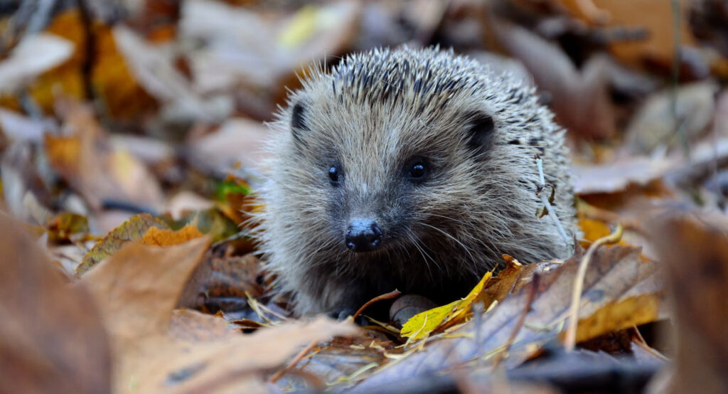 hedgehogs