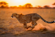 cheetah facts cheetah sprinting across african savanna