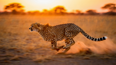 cheetah facts cheetah sprinting across african savanna