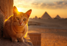 Close-up of a domestic cat with bright eyes and whiskers