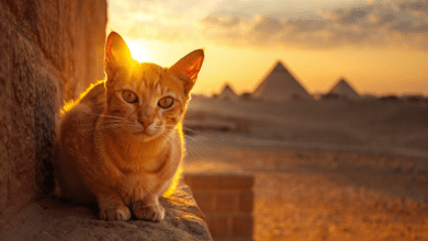 Close-up of a domestic cat with bright eyes and whiskers