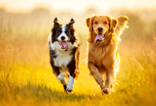 dog facts happy dogs running together through grassy field