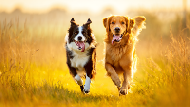 dog facts happy dogs running together through grassy field