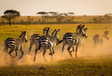 zebra facts herd of zebras running across african savanna