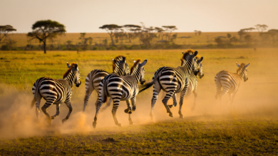 zebra facts herd of zebras running across african savanna