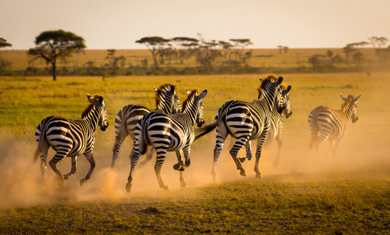 zebra facts herd of zebras running across african savanna