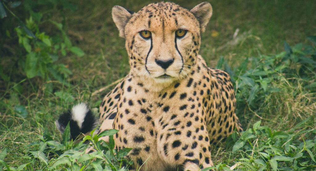 Cheetah