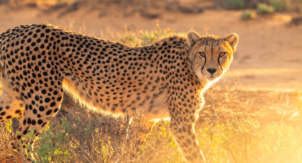 Cheetah