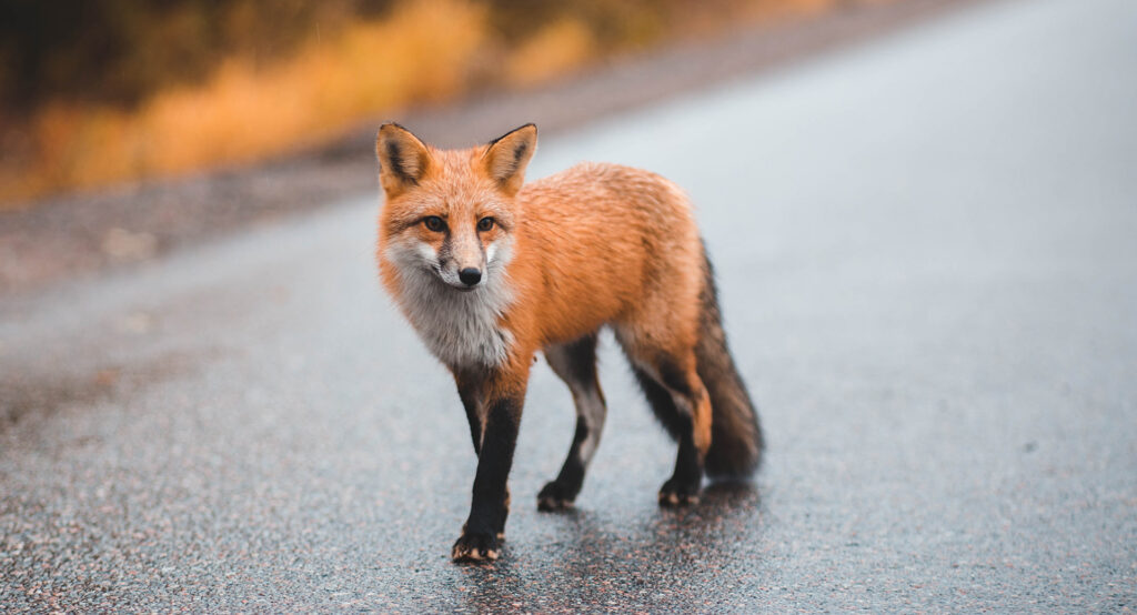 Fox