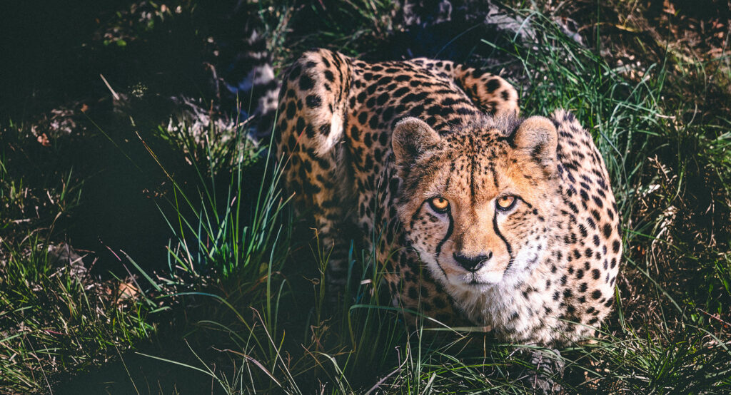 Cheetah