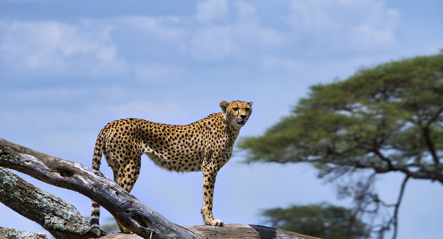 cheetah facts cheetah sitting on wooden log under blue sky