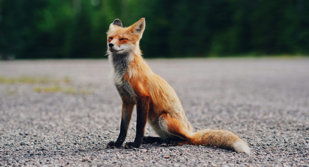 Fox