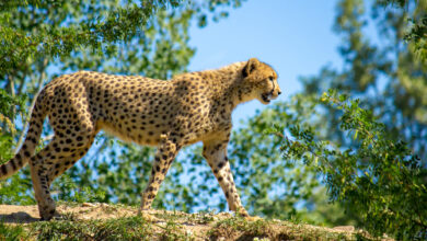 Cheetah