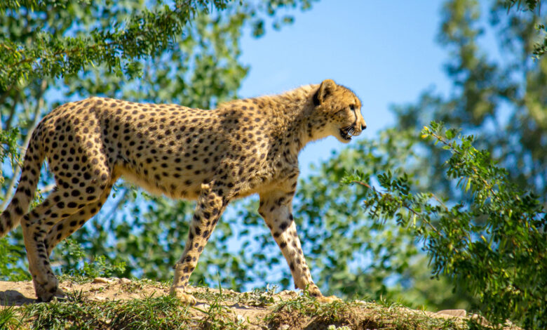 Cheetah