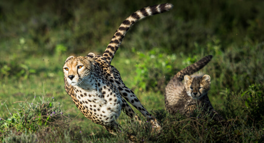 Cheetah