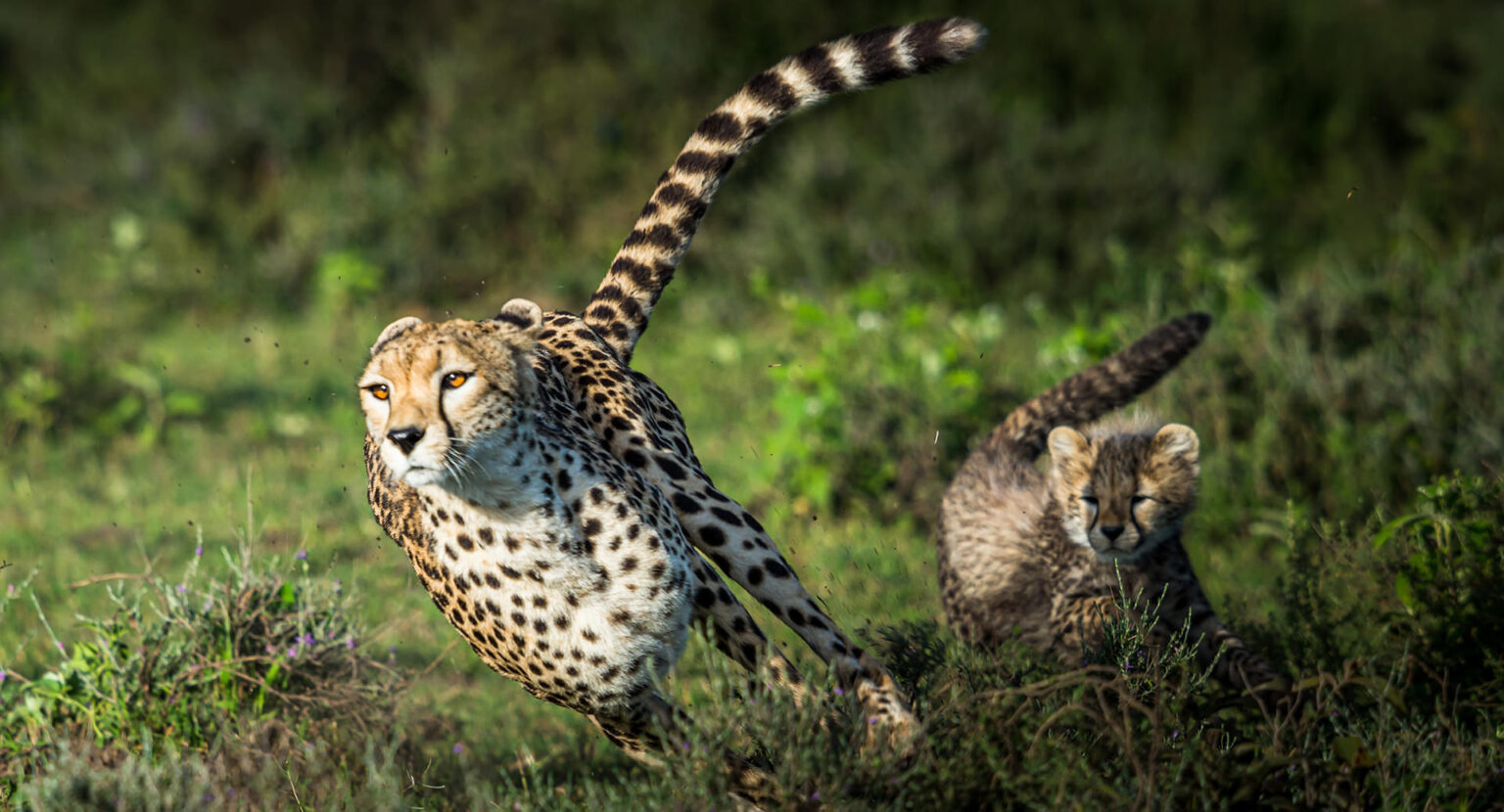 cheetah facts cheetah sprinting across african savanna