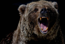 50 Facts About Bears