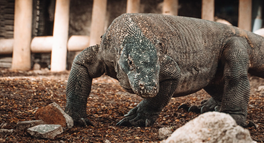 Komodo Island