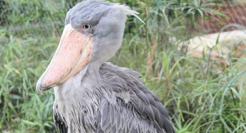 African Shoebill Facts