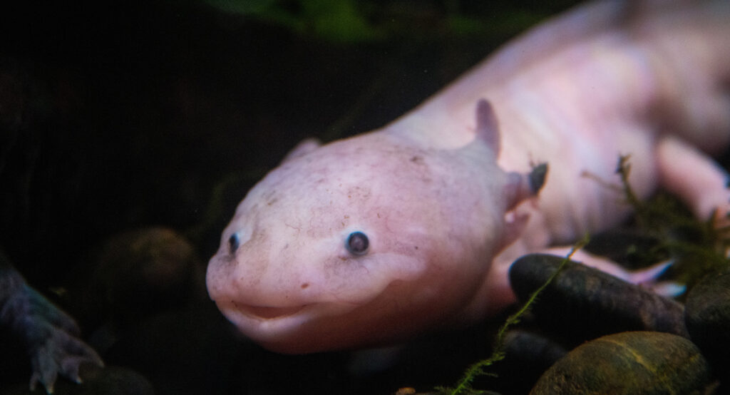 Axolotls Facts