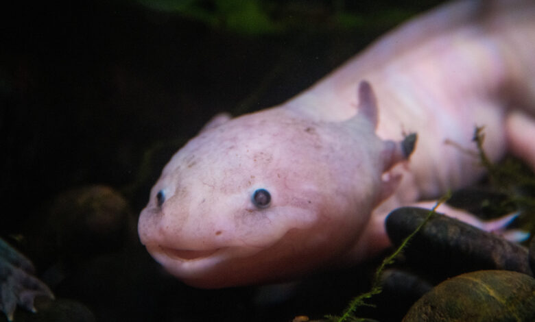 Axolotls Facts