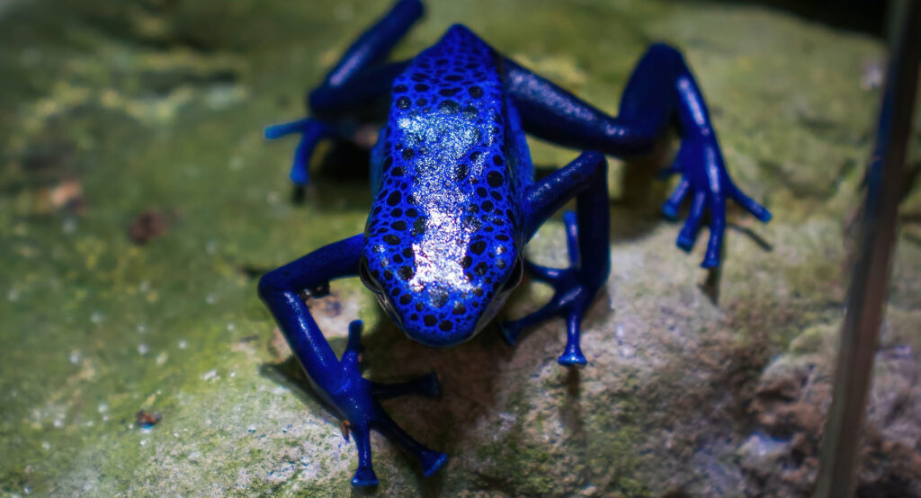 Blue Poison Dart Frog Facts