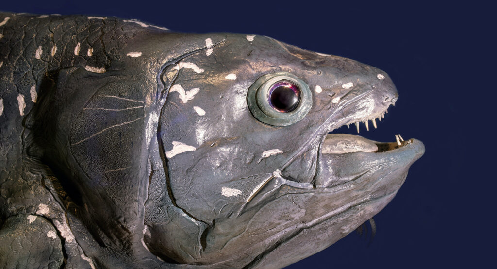 Coelacanth Facts