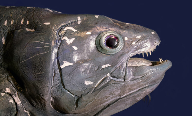 Coelacanth Facts