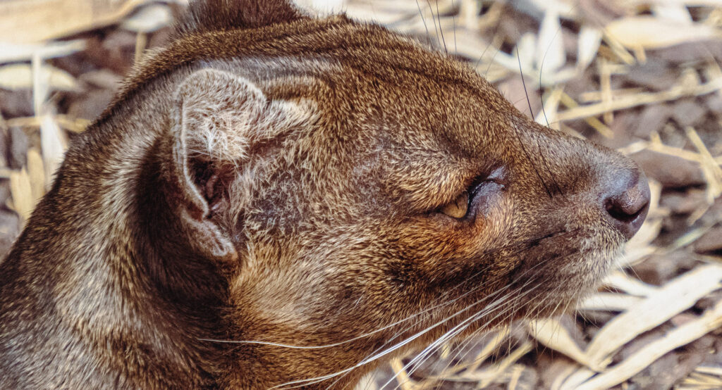 Fossa Facts