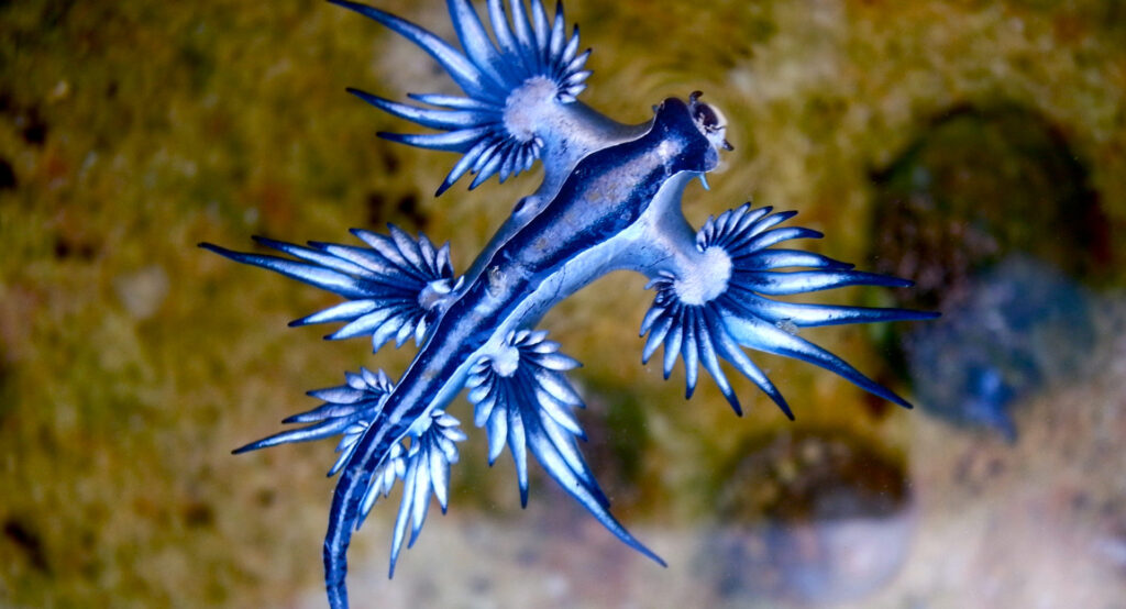 Glaucus Atlanticus Facts