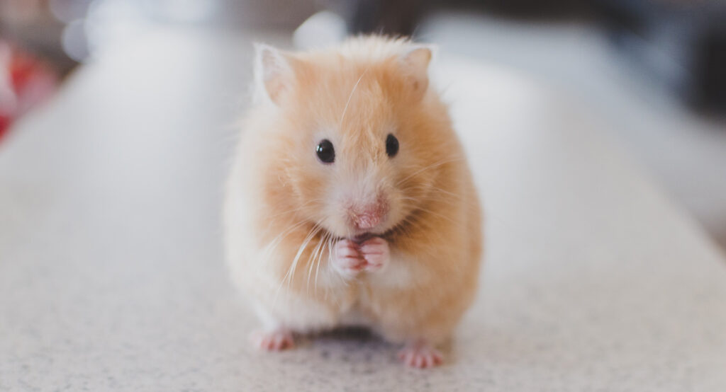 Hamster Facts