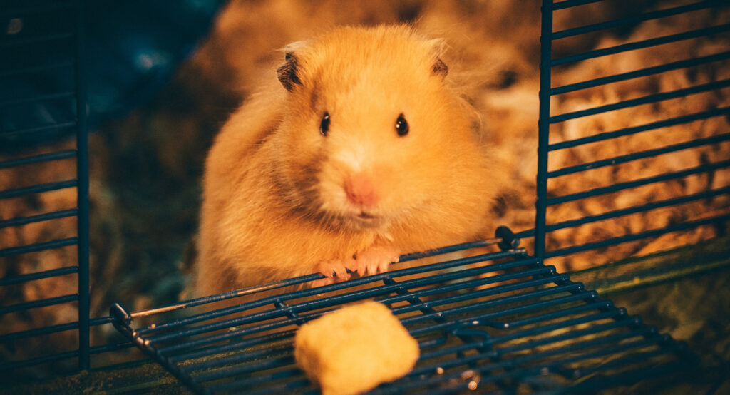 Hamster Facts