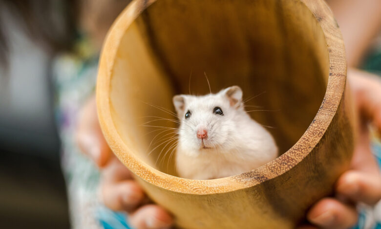 Hamster Facts