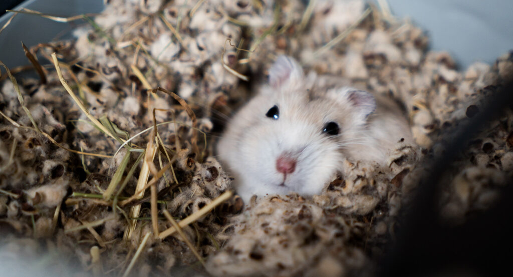 Hamster Facts