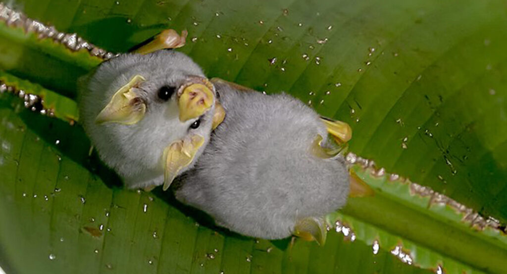 Honduran White Bat Facts