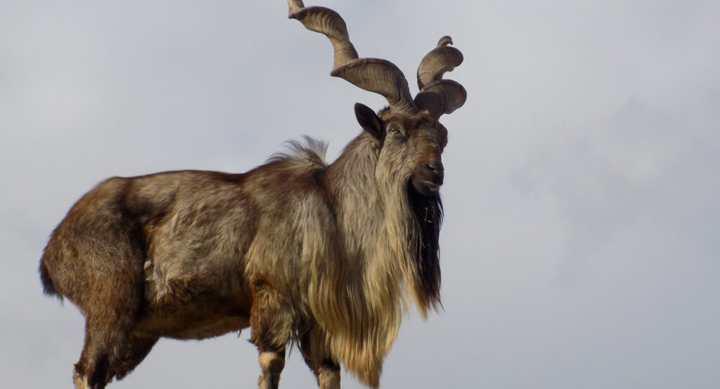 Markhor Facts