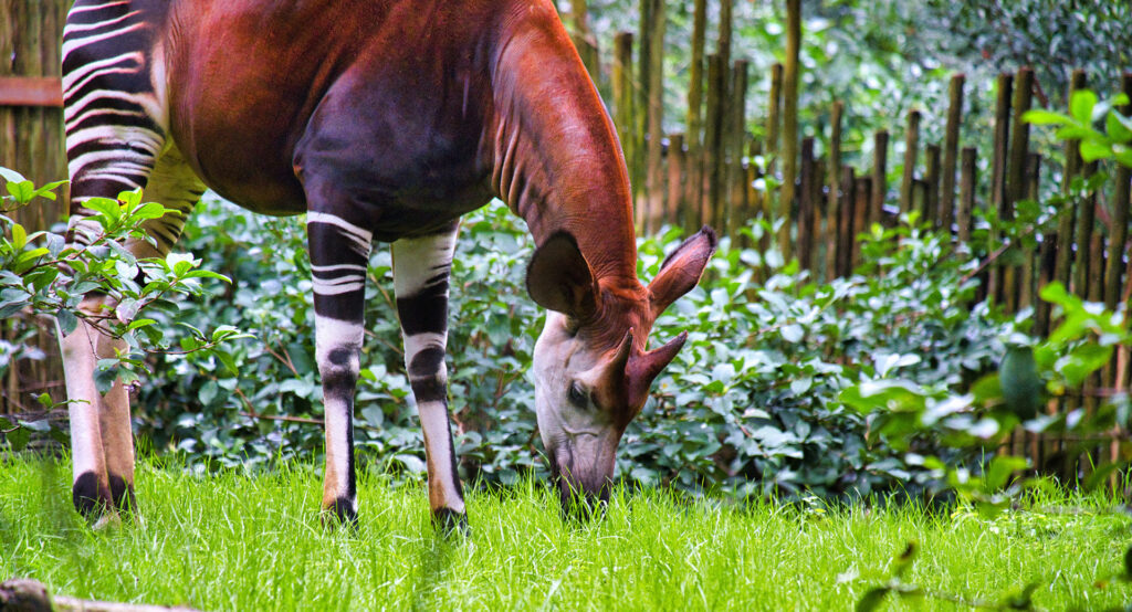 Okapi Facts