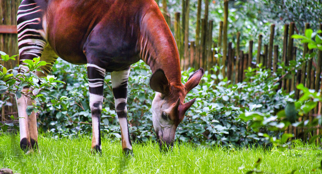 Okapi Facts