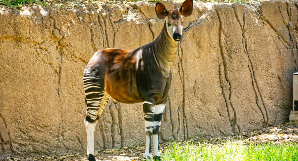 Okapi Facts