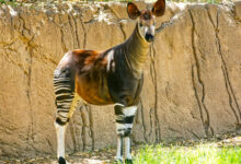 Okapi Facts