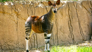 Okapi Facts