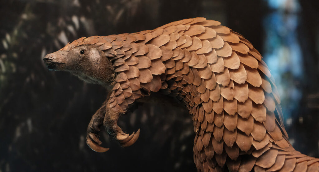 Pangolin Facts