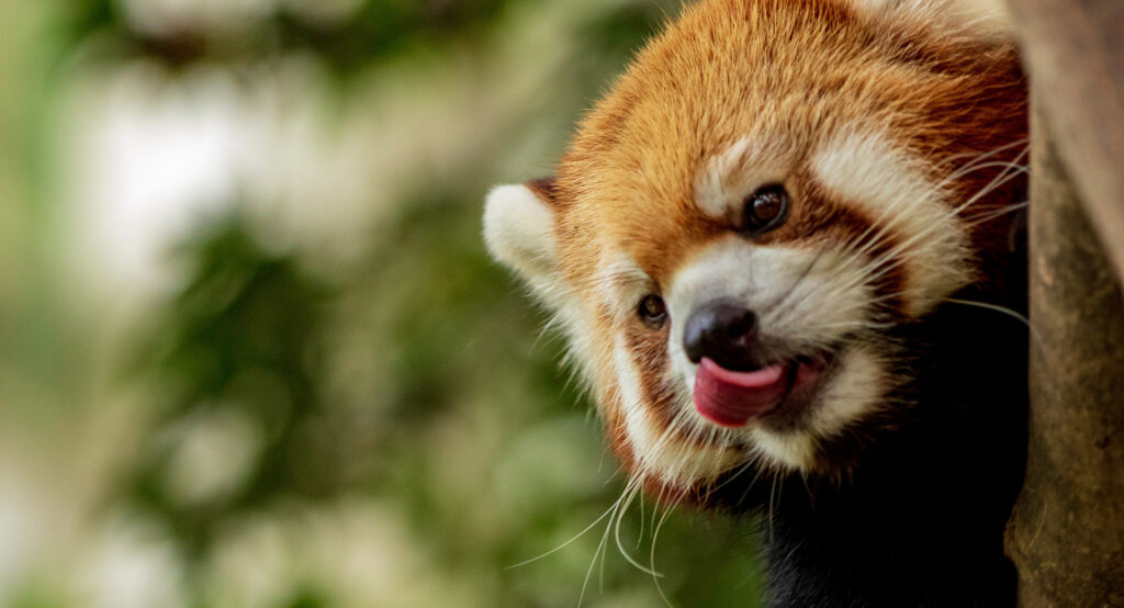 Red Panda Facts