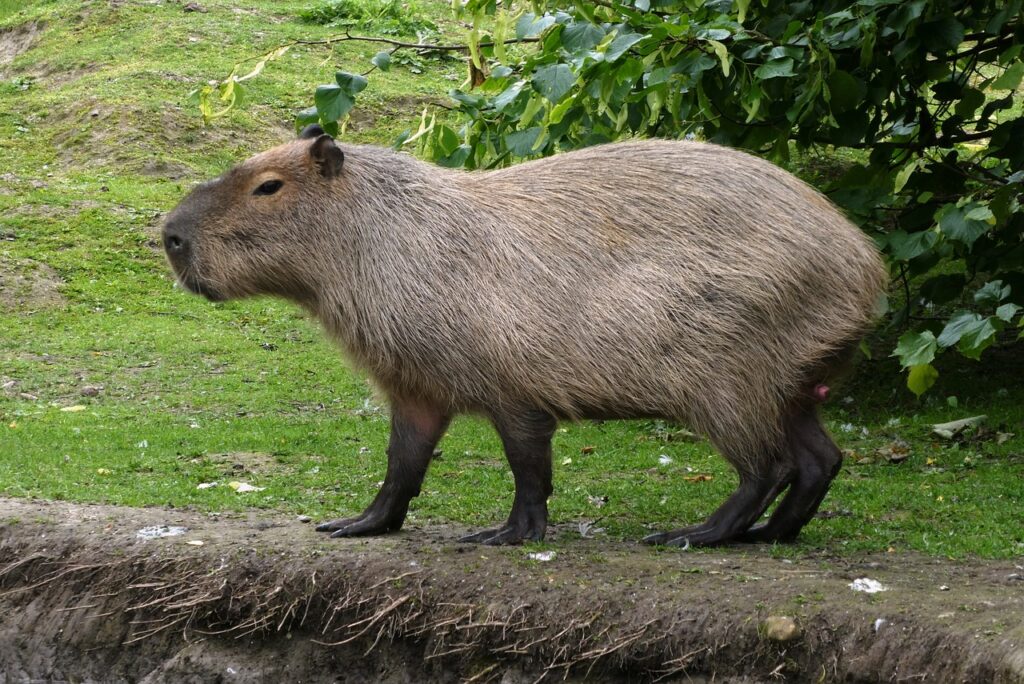 capybaras