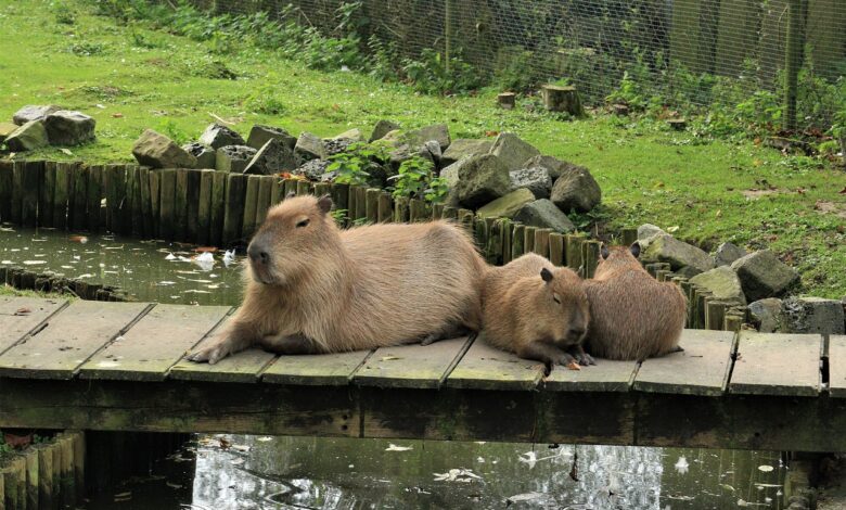 capybaras