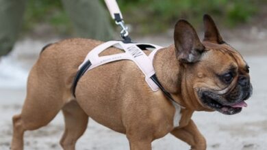 dog harness and lead