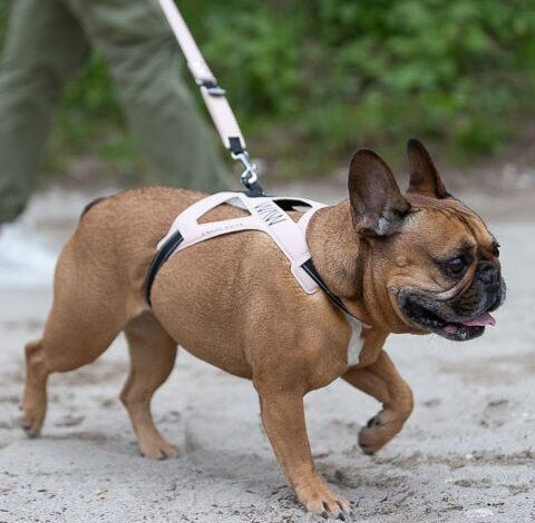 dog harness and lead